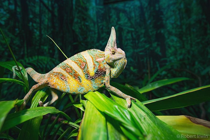 New-Wildlife-Photography-Robert-Irwin