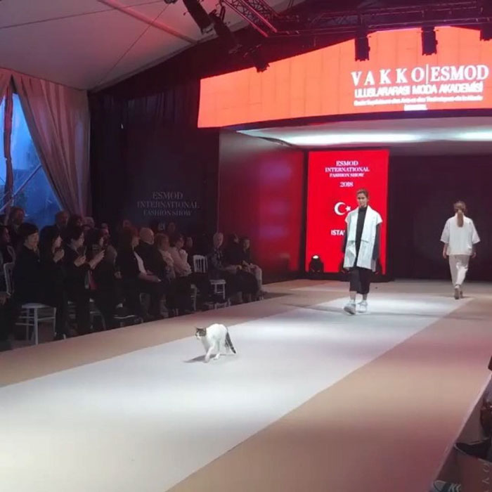 Random Cat Crashes Fashion Show, Fights Models Random Cat Crashes Fashion Show, Fights Models