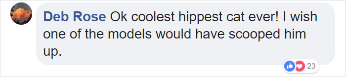 Random Cat Crashes Fashion Show, Fights Models Random Cat Crashes Fashion Show, Fights Models