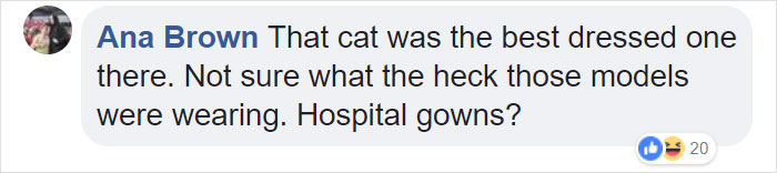 Random Cat Crashes Fashion Show, Fights Models Random Cat Crashes Fashion Show, Fights Models