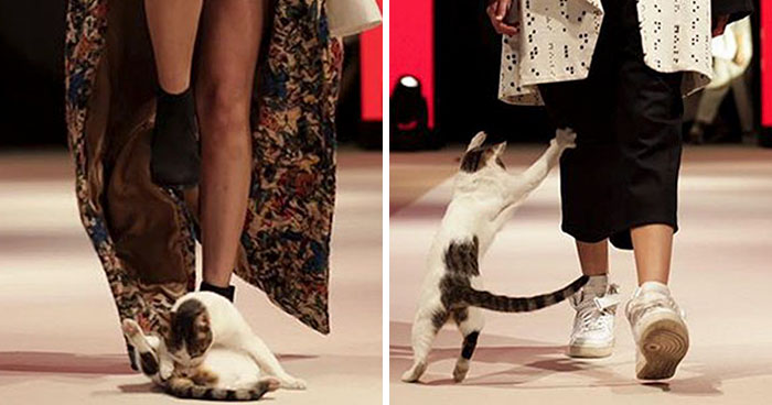 Se cuela un gato en una pasarela de moda y triunfa más que las modelos