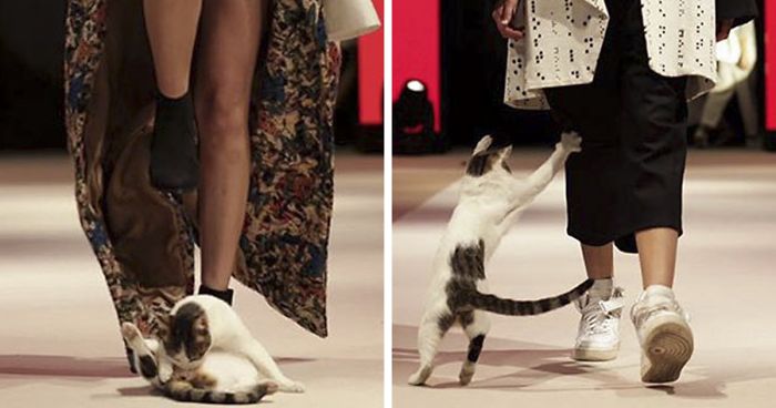 Random Cat Crashes Fashion Show, Fights Models