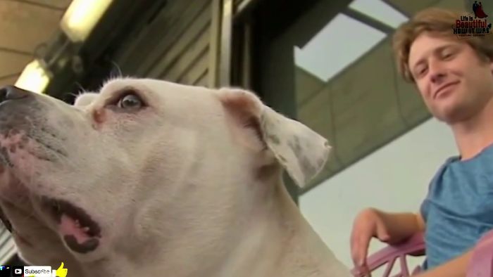 A Man Found A Dog Chained To A Tree In A Park – And Then He Discovered This Heartbreaking Note