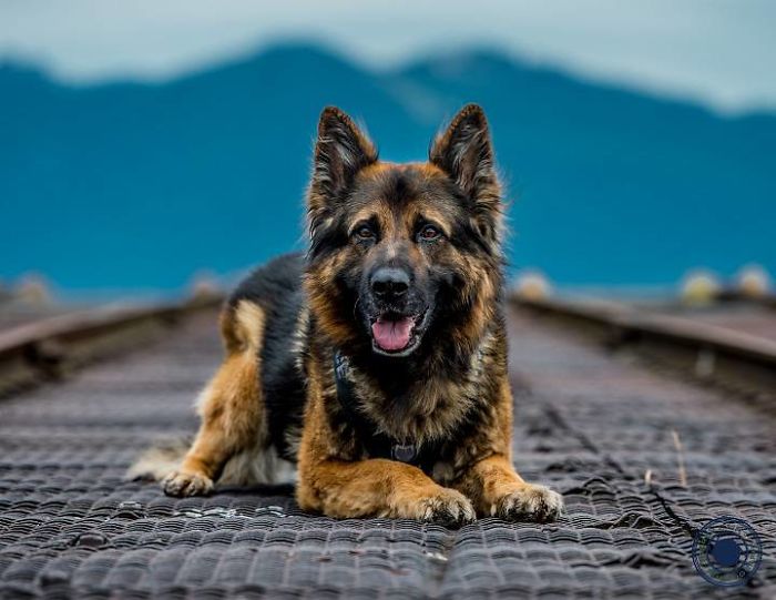 Vancouver Police Canine Unit Just Released Their 2019 Charity Calendar And It's Badass Vancouver Police Canine Unit Just Released Their 2019 Charity Calendar And It's Badass