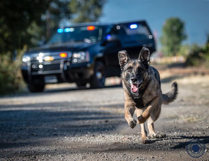 Vancouver Police Canine Unit Just Released Their 2019 Charity Calendar And It's Badass Vancouver Police Canine Unit Just Released Their 2019 Charity Calendar And It's Badass