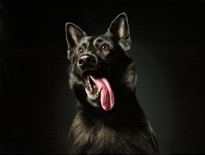 Vancouver Police Canine Unit Just Released Their 2019 Charity Calendar And It's Badass Vancouver Police Canine Unit Just Released Their 2019 Charity Calendar And It's Badass