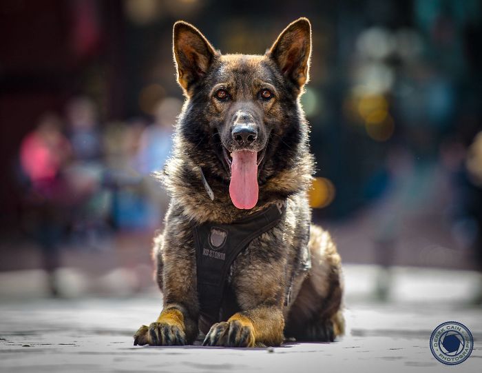 Vancouver Police Canine Unit Just Released Their 2019 Charity Calendar And It's Badass Vancouver Police Canine Unit Just Released Their 2019 Charity Calendar And It's Badass