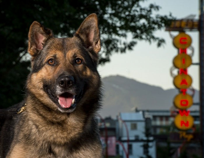 Vancouver Police Canine Unit Just Released Their 2019 Charity Calendar And It's Badass Vancouver Police Canine Unit Just Released Their 2019 Charity Calendar And It's Badass