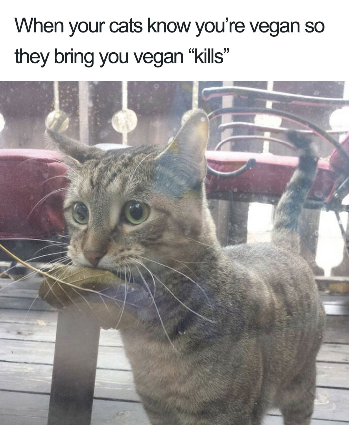 Cat humorously brings a leaf to a vegan owner, playing on vegan memes related to not eating meat.