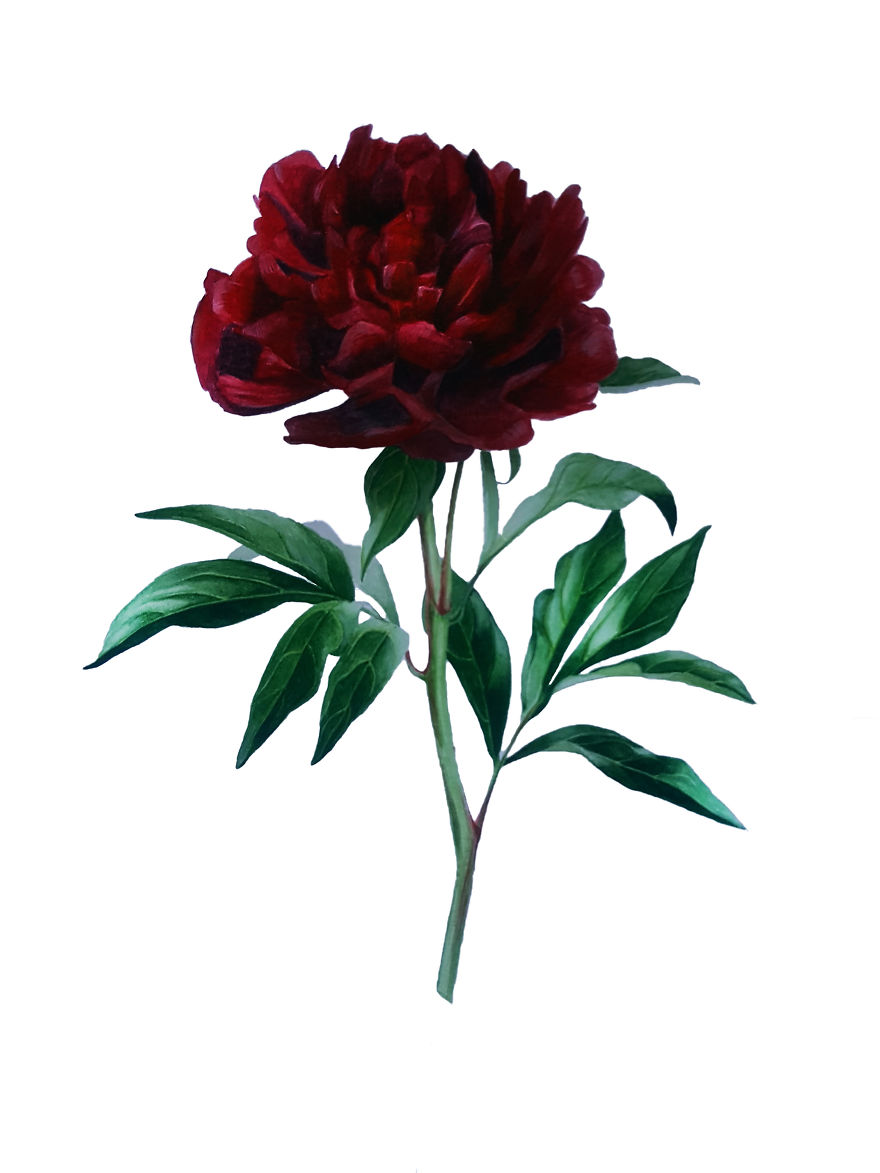 Red Peony