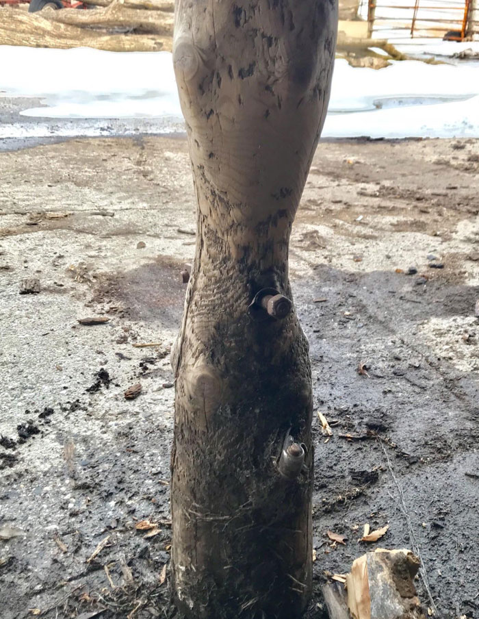 Our Cattle Licked This Post For The Better Part Of 50 Years