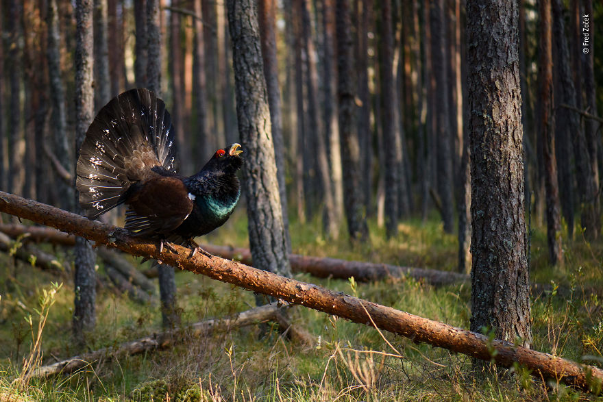 Displaced Displayer By Fred Začek, Estonia, Highly Commended 2018 10 Years And Under