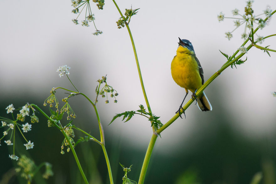 Meadow Song By Fred Začek, Estonia, Highly Commended 2018 10 Years And Under