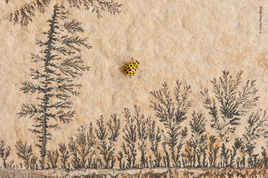 "Small World" By Carlos Perez Naval, Spain, Highly Commended 2018 11–14 Years Old