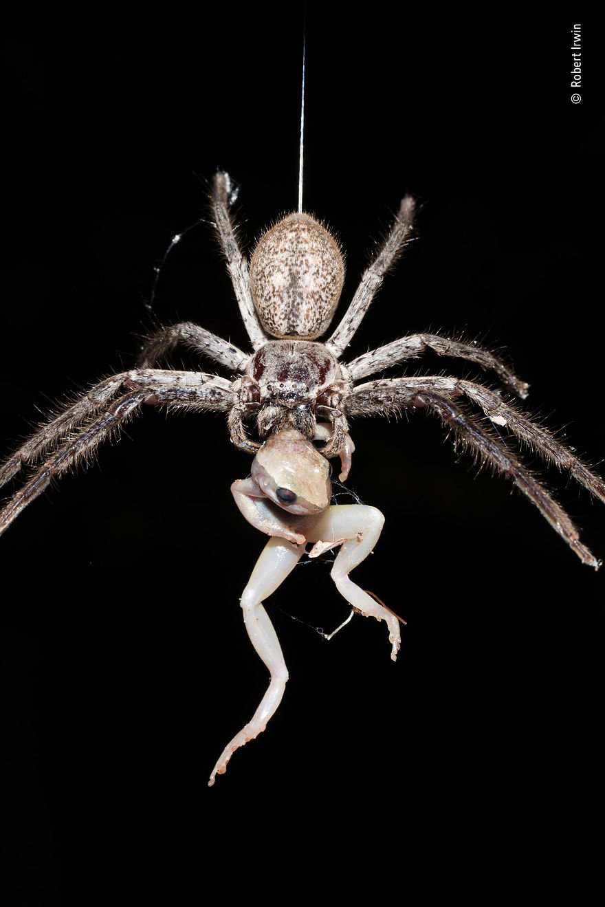 "The Catch" By Robert Irwin, Australia, Highly Commended 2018 11–14 Years Old