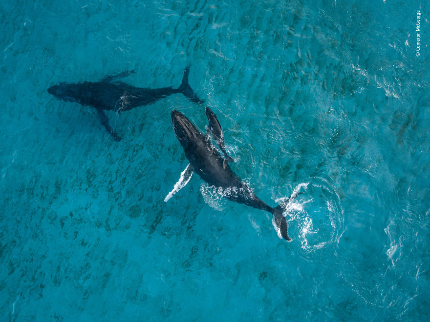 "Overview" By Cameron Mcgeorge, New Zealand, Highly Commended 2018 15–17 Years Old