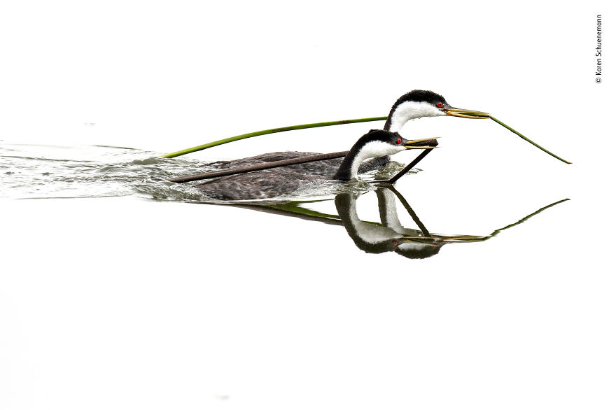 Togetherness By Karen Schuenemann, Usa, Highly Commended 2018 Behaviours Birds