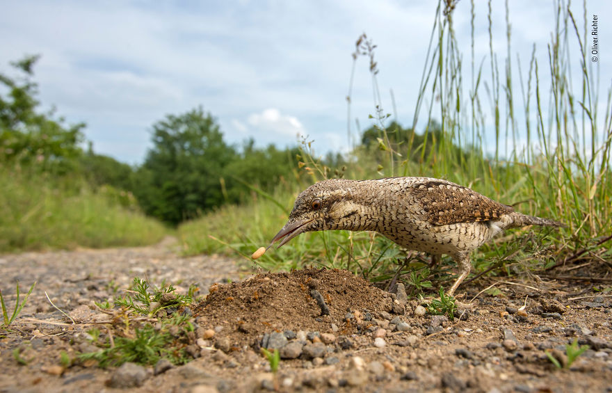 "The Antpecker" By Oliver Richter, Germany, Highly Commended 2018 Behaviours Birds
