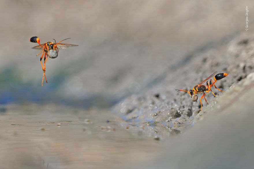 "Mud-Rolling Mud-Dauber" By Georgina Steytler, Australia, Winner 2018 Behaviours Invertebrates