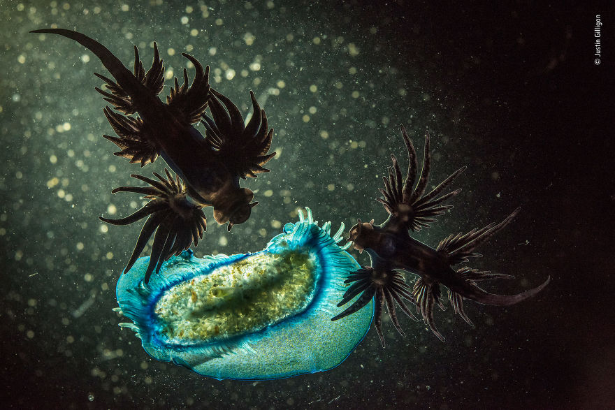 "Dinner For Two" By Justin Gilligan, Australia, Highly Commended 2018 Behaviours Invertebrates