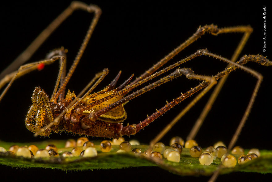 "Night Watch" By Kavier Aznar González De Rueda, Spain, Highly Commended 2018 Behaviours Invertebrates