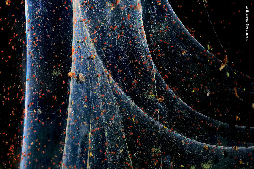 "Cloak Of Silk" By Andrés Miguel Domínguez, Spain, Highly Commended 2018 Behaviours Invertebrates