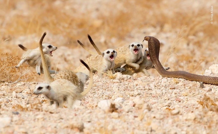"The Meerkat Mob" By Tertius A Gous, South Africa, Highly Commended 2018 Behaviours Mammals