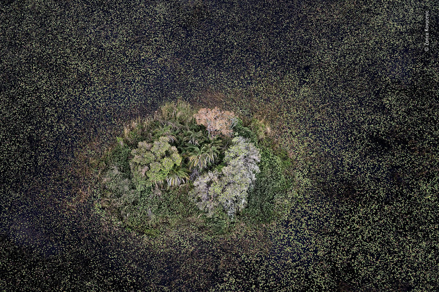 Golden Island In A Lotus Sea By Zorica Kovacevic, Serbia / Usa, Highly Commended 2018 Plants And Fungi