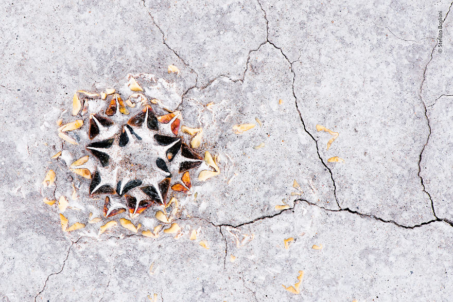A Rock In A Hard Place By Stefano Baglioni, Italy, Highly Commended 2018 Plants And Fungi