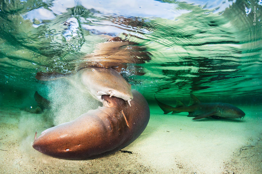 Shark Sex In The Shallows By Shane Gross, Canada, Highly Commended 2018 Under Water
