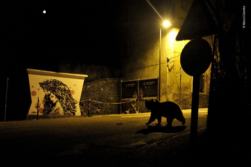 "Crossing Paths" By Marco Colombo, Italy, Winner 2018 Urban Wildlife