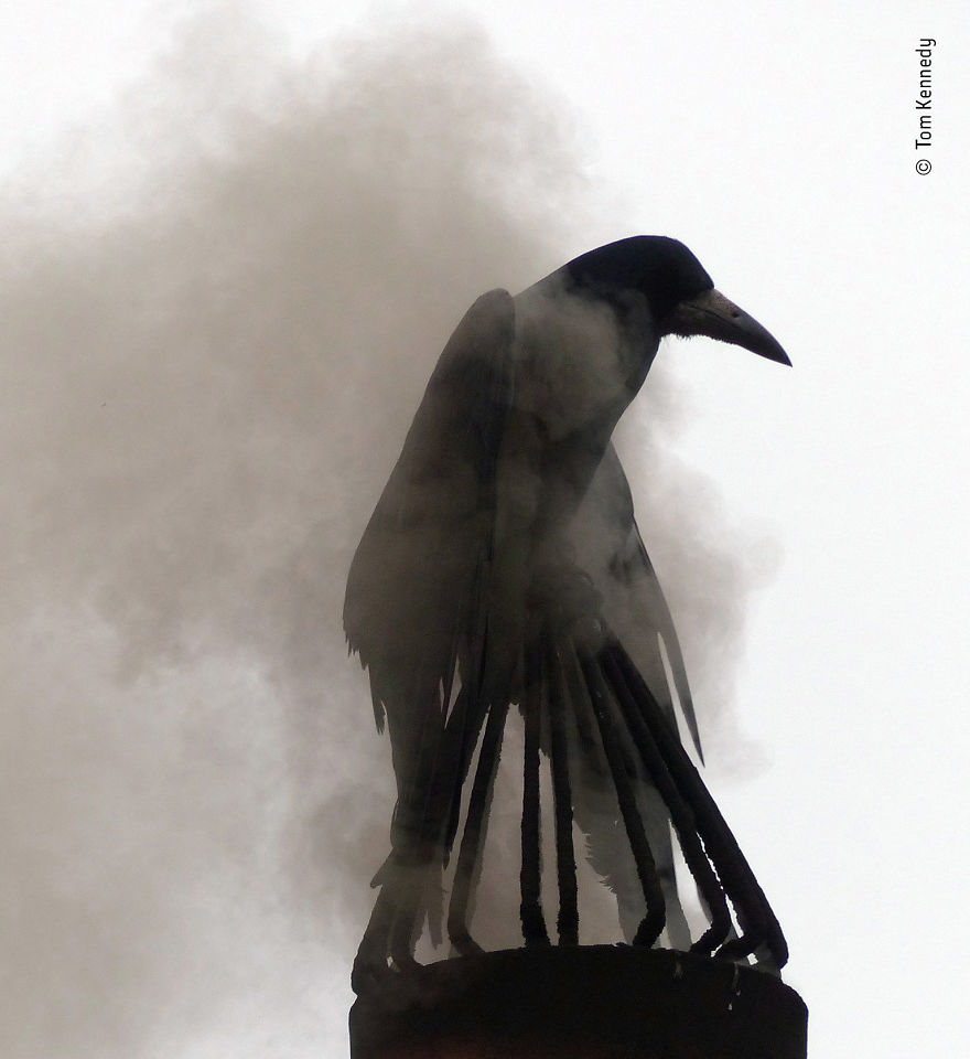 "Smoke Bath" By Tom Kennedy, Ireland, Highly Commended 2018 Urban Wildlife