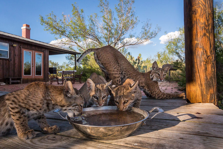 "Home On The Range" By Karine Aigner, Usa, Highly Commended 2018 Urban Wildlife