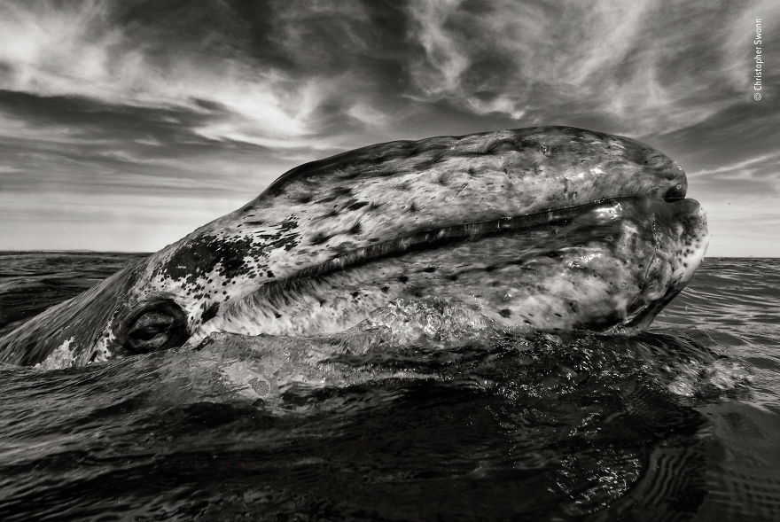 "The Curious Calf" By Christopher Swann, Uk, Highly Commended 2018 Black And White