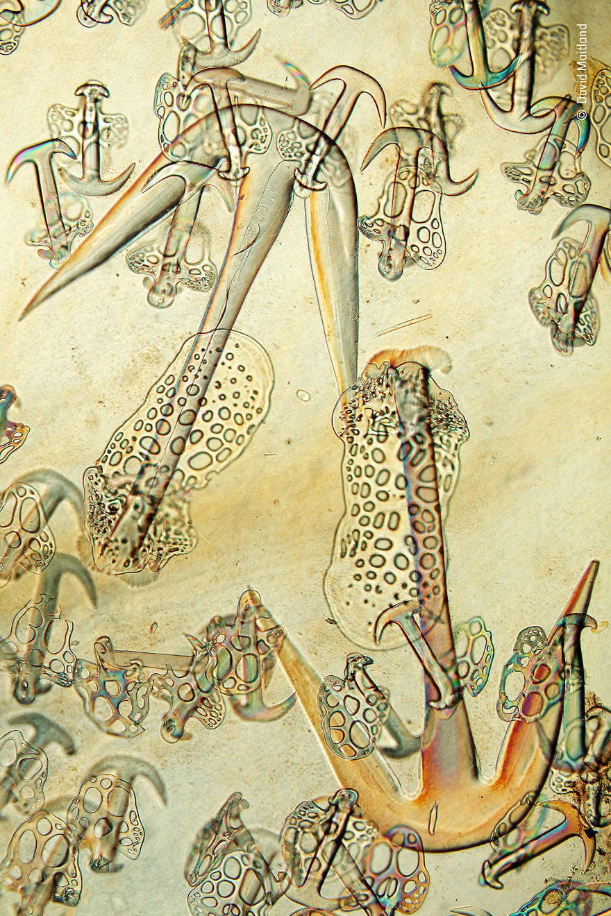 Minuscule Spicules By David Maitland, Uk, Highly Commended 2018 Creative Visions