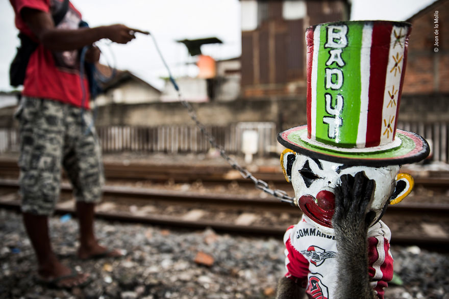 "The Sad Clown" By Joan De La Malla, Spain, Winner 2018 Wildlife Photojournalism