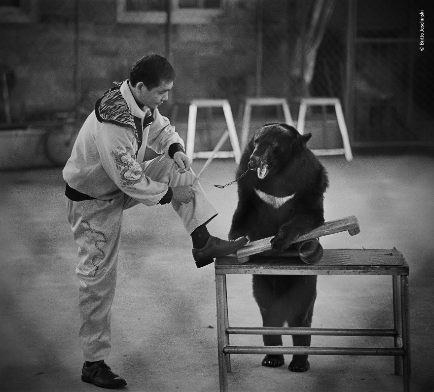 "Unbearable" By Britta Jaschinski, Germany / Uk, Highly Commended 2018 Wildlife Photojournalism