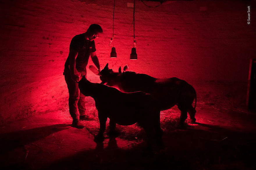 "Late-Night Feed" By Susan Scott, South Africa, Highly Commended 2018 Wildlife Photojournalism