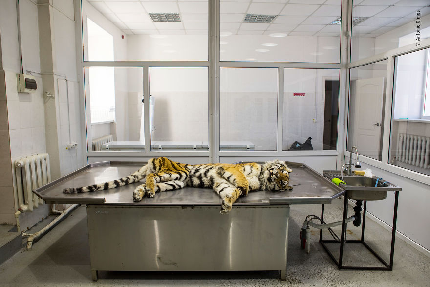 Autopsy By Antonio Olmos, Mexico / Uk, Highly Commended 2018 Wildlife Photojournalism