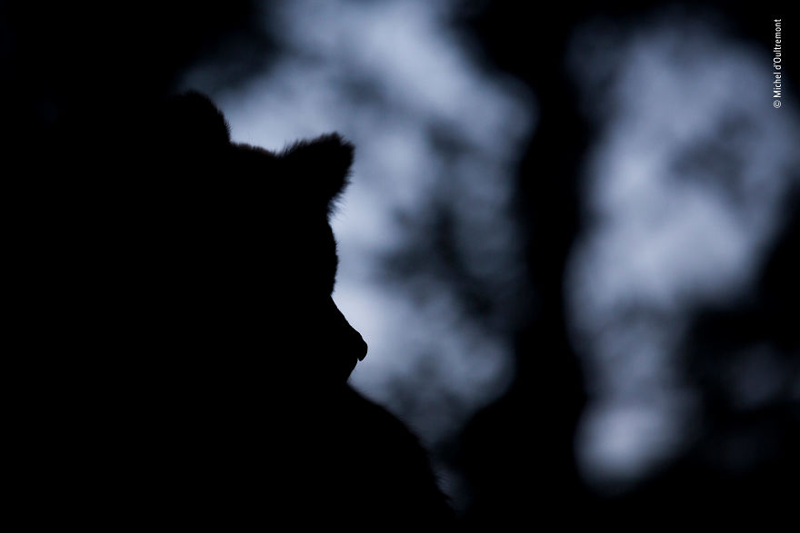 Michel D’oultremont, Belgium, Winner 2018 Rising Star Portfolio Award