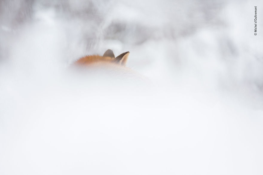 Michel D’oultremont, Belgium, Winner 2018 Rising Star Portfolio Award