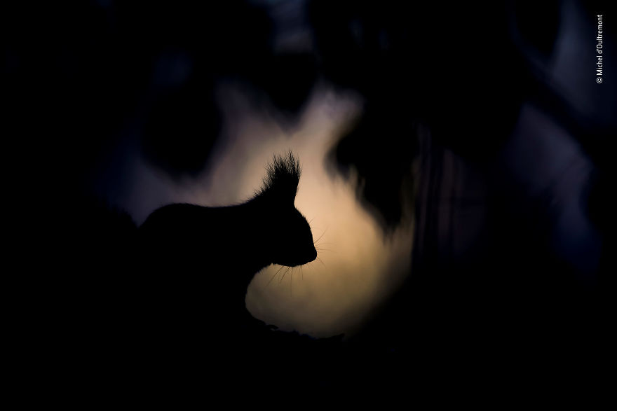 Michel D’oultremont, Belgium, Winner 2018 Rising Star Portfolio Award