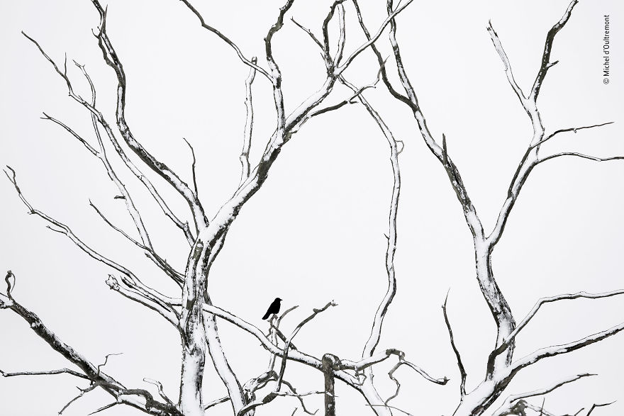 Michel D’oultremont, Belgium, Winner 2018 Rising Star Portfolio Award