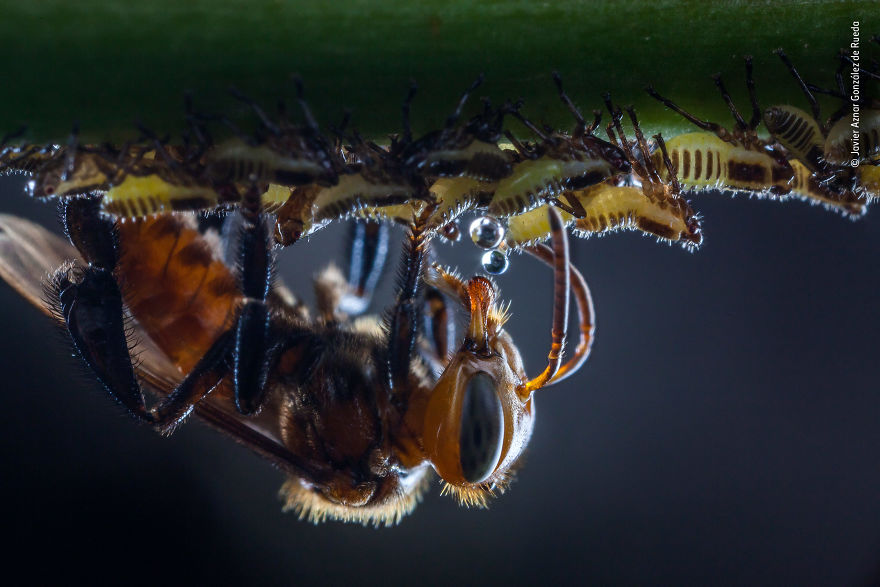 Javier Aznar González De Rueda, Spain, Winner 2018 Wildlife Photographer Portfolio Award
