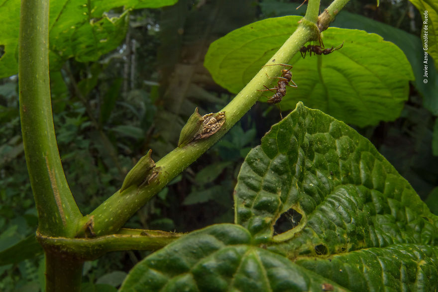 Javier Aznar González De Rueda, Spain, Winner 2018 Wildlife Photographer Portfolio Award