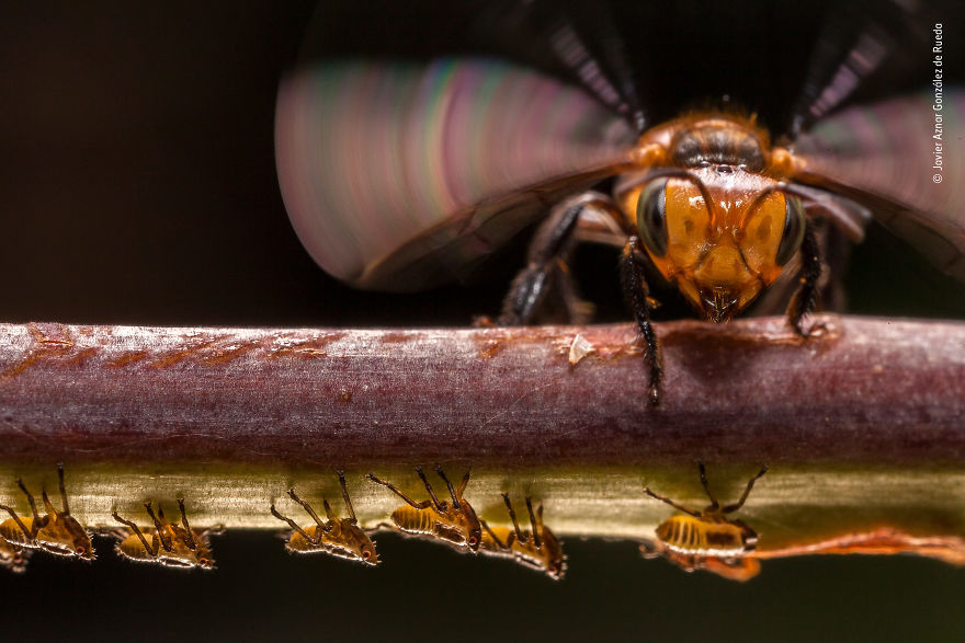 Javier Aznar González De Rueda, Spain, Winner 2018 Wildlife Photographer Portfolio Award