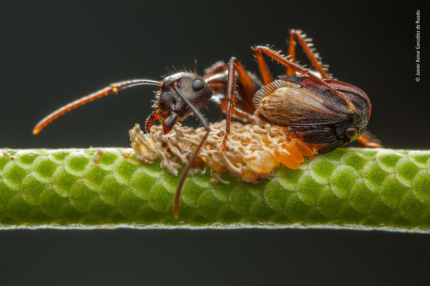 Javier Aznar González De Rueda, Spain, Winner 2018 Wildlife Photographer Portfolio Award
