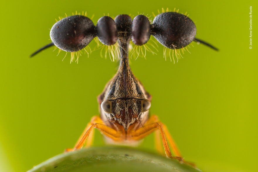 Javier Aznar González De Rueda, Spain, Winner 2018 Wildlife Photographer Portfolio Award