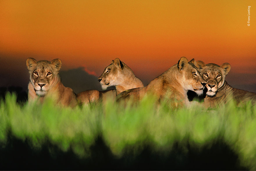 Eyes Of The Night By Frans Lanting, The Netherlands, Winner 2018 Wildlife Photographer Of The Year Lifetime Achievement Award