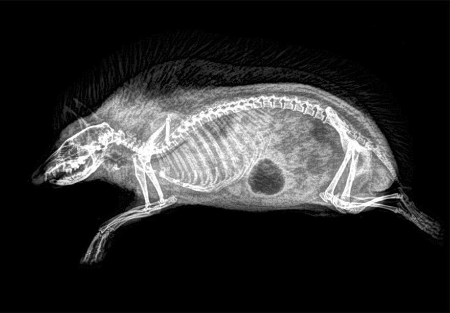 Hedgehog (Dark Spot Is Gas In The Stomach)